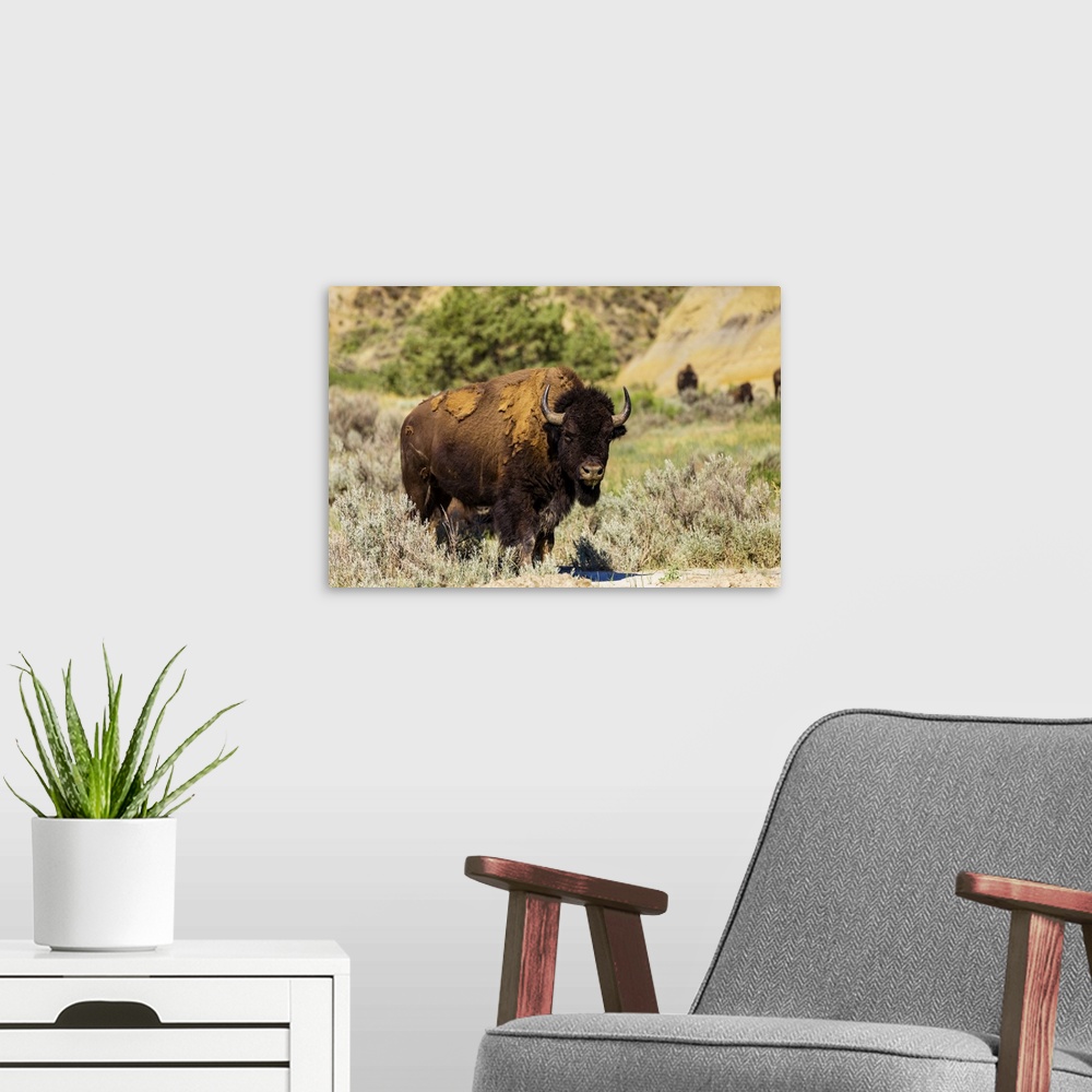 A modern room featuring Bison grazing along the Theodore Roosevelt National Park North Unit, North Dakota, United States ...