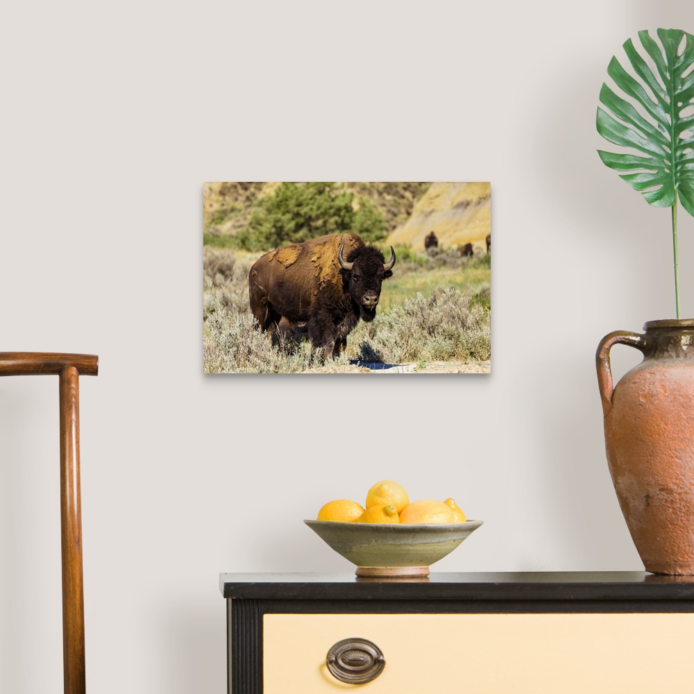 A traditional room featuring Bison grazing along the Theodore Roosevelt National Park North Unit, North Dakota, United States ...