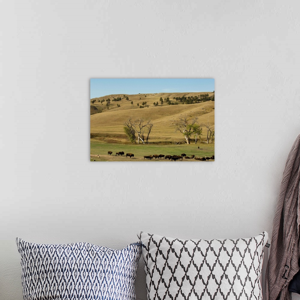 A bohemian room featuring Bison herd, Custer State Park, Black Hills, South Dakota