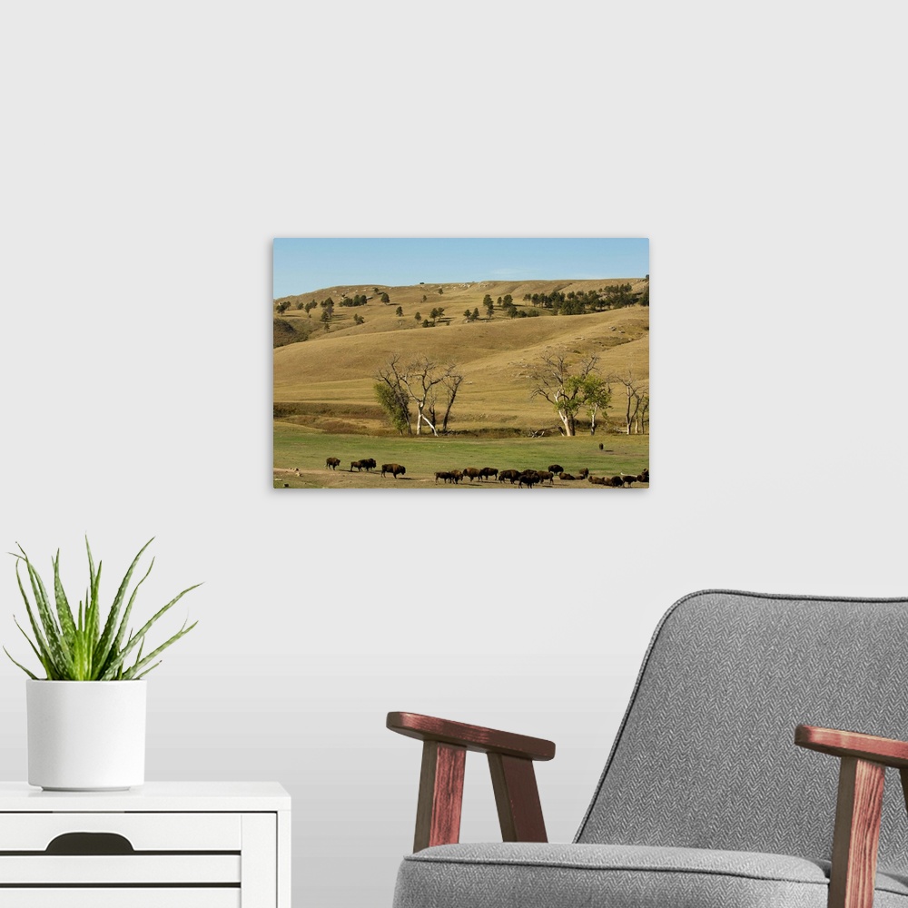 A modern room featuring Bison herd, Custer State Park, Black Hills, South Dakota