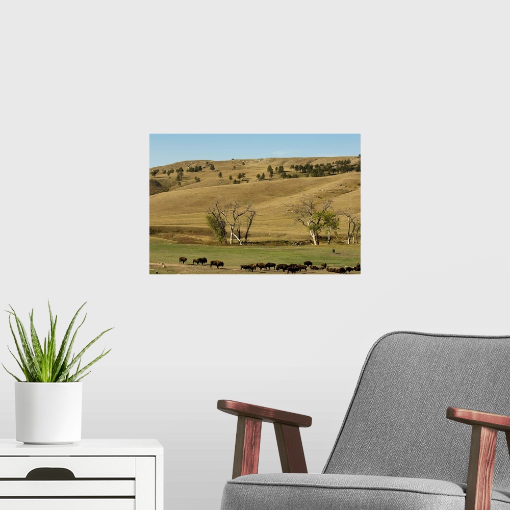 A modern room featuring Bison herd, Custer State Park, Black Hills, South Dakota