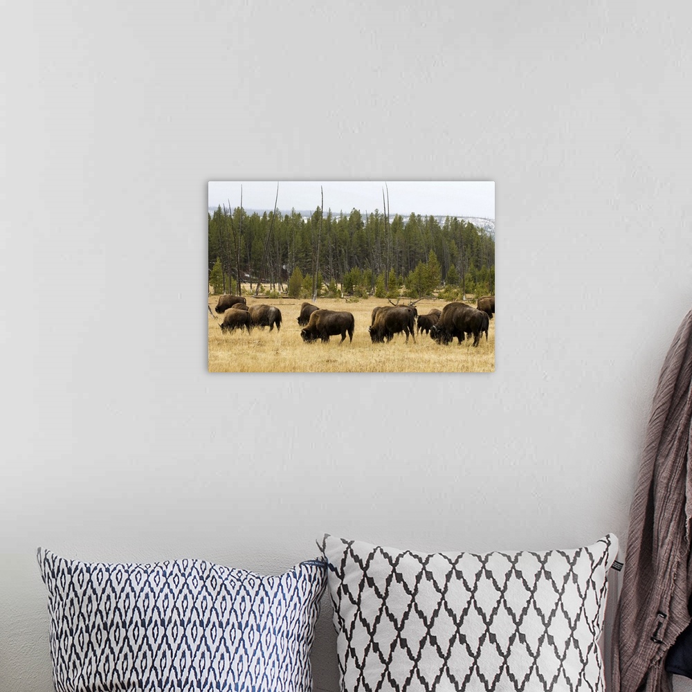 A bohemian room featuring Bison herd, Yellowstone National Park, Wyoming