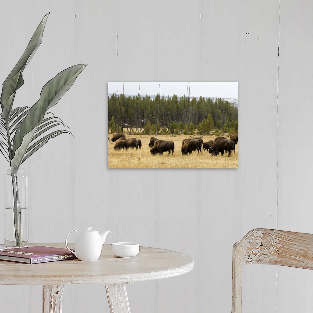 A farmhouse room featuring Bison herd, Yellowstone National Park, Wyoming