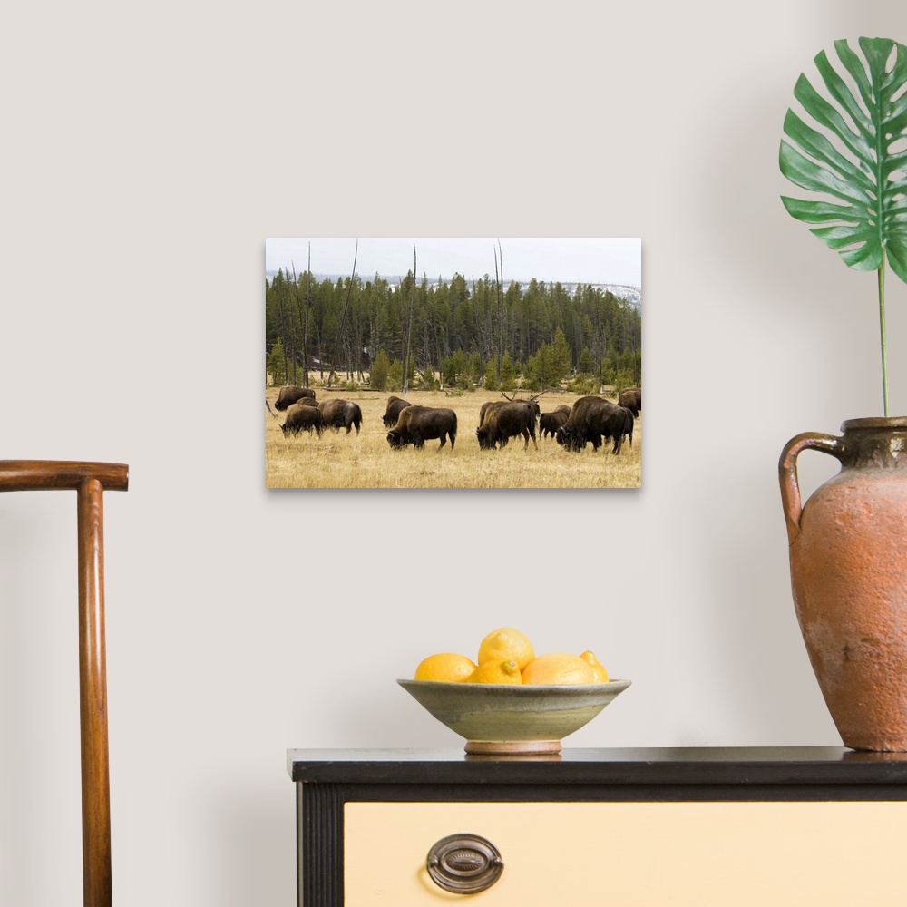 A traditional room featuring Bison herd, Yellowstone National Park, Wyoming