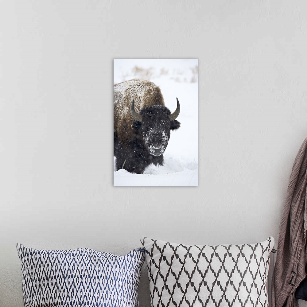 A bohemian room featuring Bison in a snowstorm, Yellowstone National Park, Wyoming