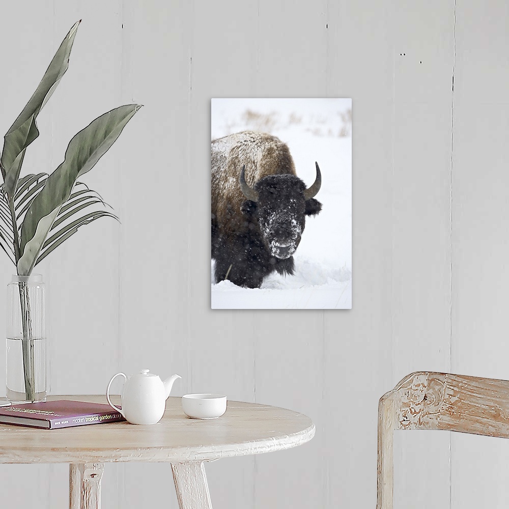 A farmhouse room featuring Bison in a snowstorm, Yellowstone National Park, Wyoming