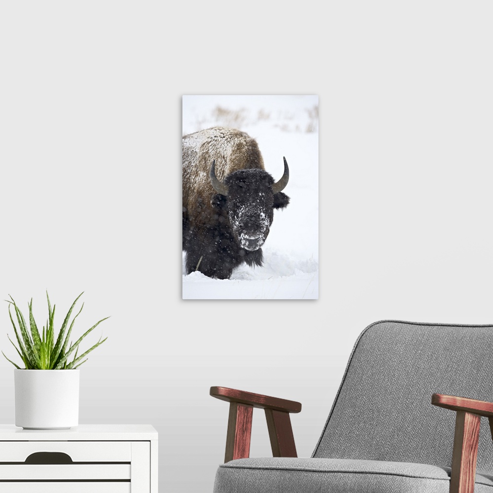 A modern room featuring Bison in a snowstorm, Yellowstone National Park, Wyoming