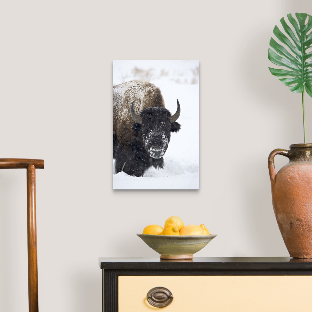A traditional room featuring Bison in a snowstorm, Yellowstone National Park, Wyoming