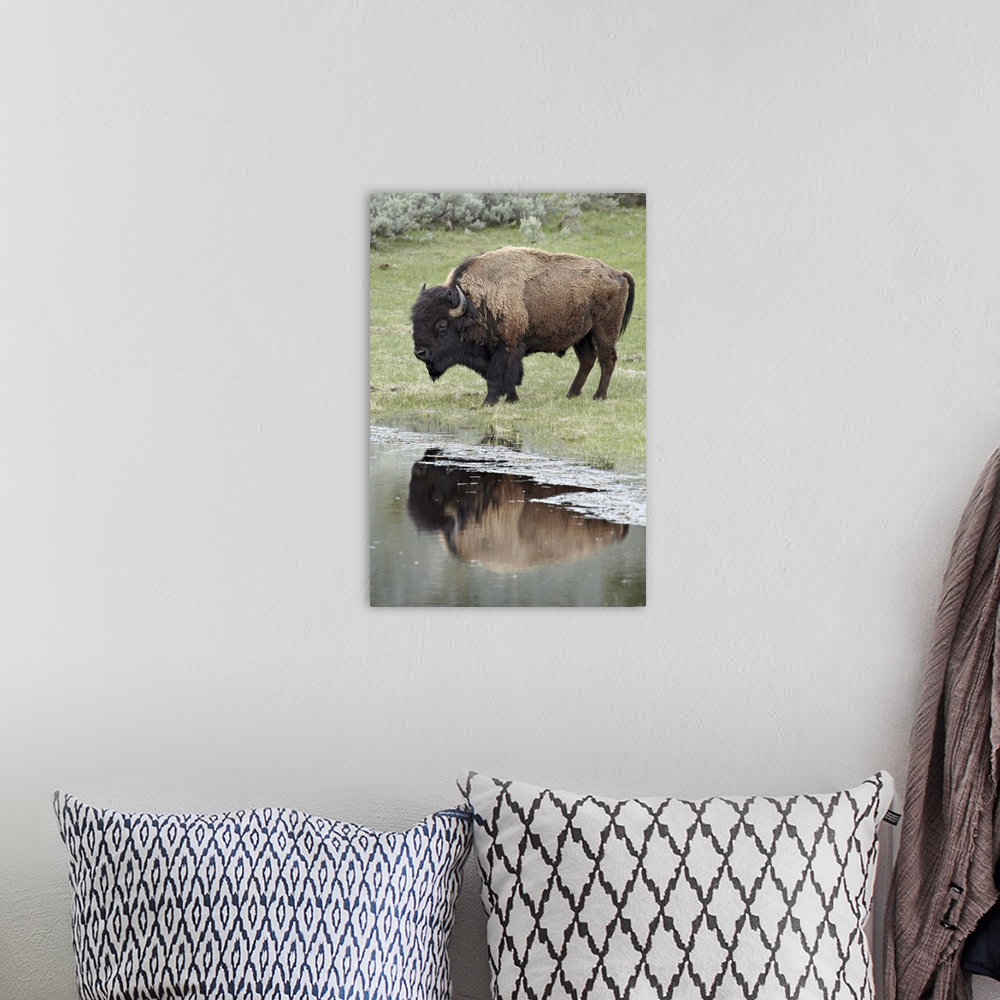 A bohemian room featuring Bison reflected in a pond, Yellowstone National Park, Wyoming