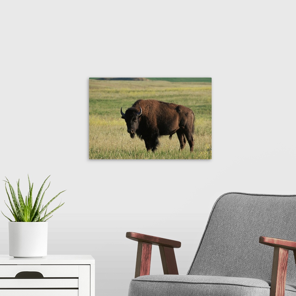 A modern room featuring Bison, Theodore Roosevelt National Park, North Dakota