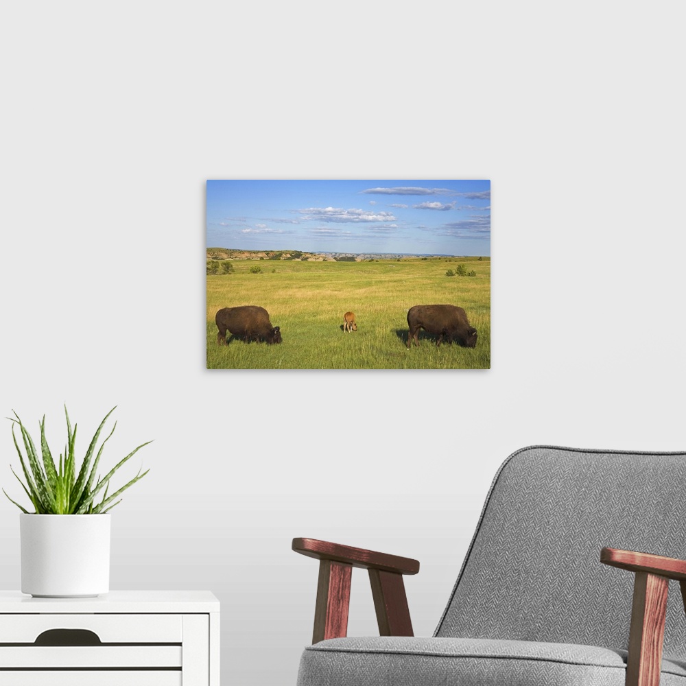 A modern room featuring Bison, Theodore Roosevelt National Park North Unit, Watford, North Dakota