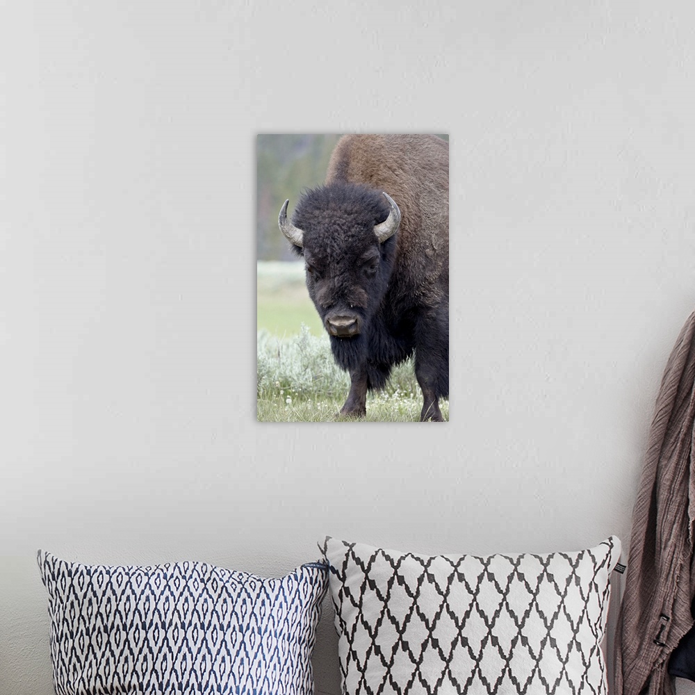 A bohemian room featuring Bison, Yellowstone National Park, Wyoming