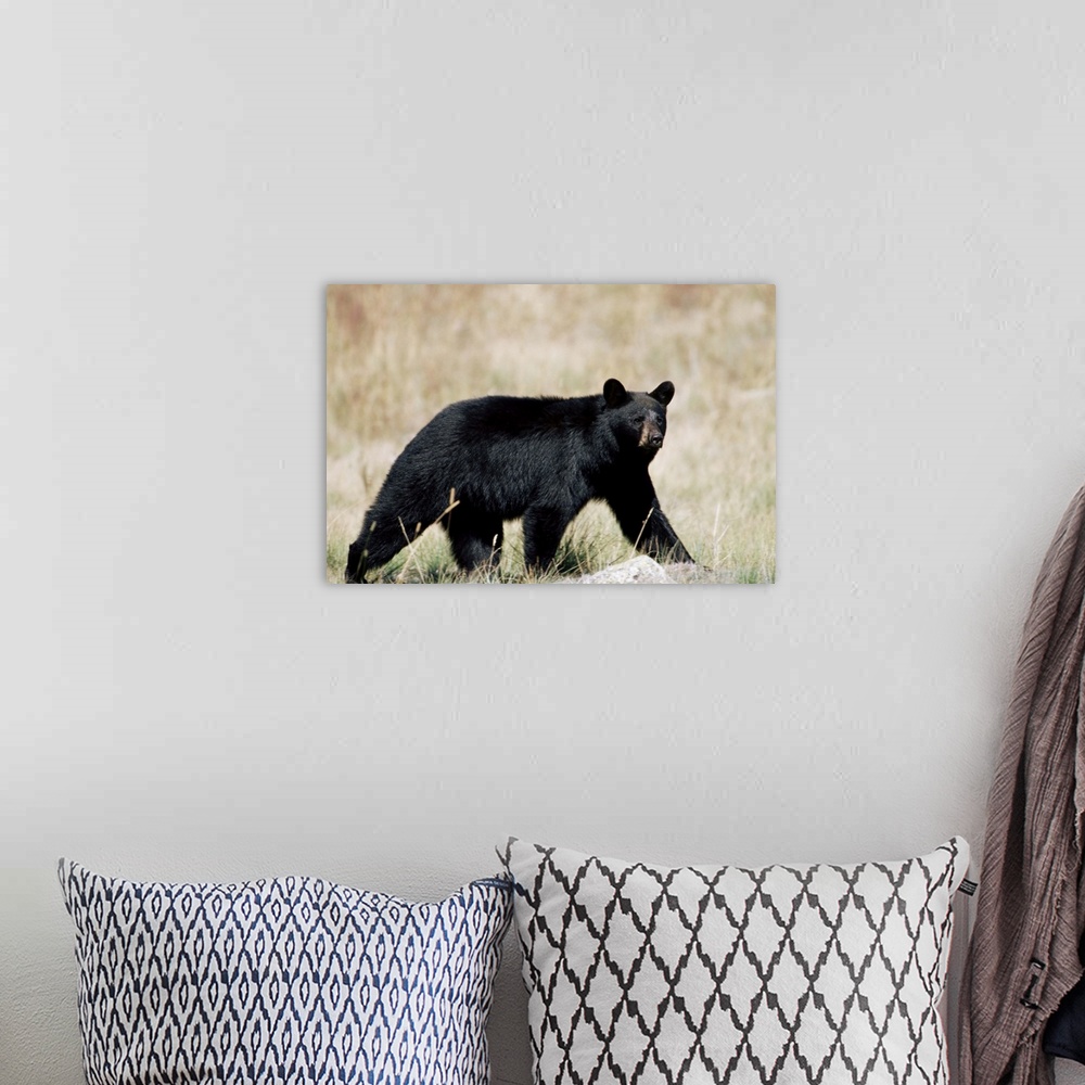 A bohemian room featuring Black bear, outside Glacier National Park, Montana