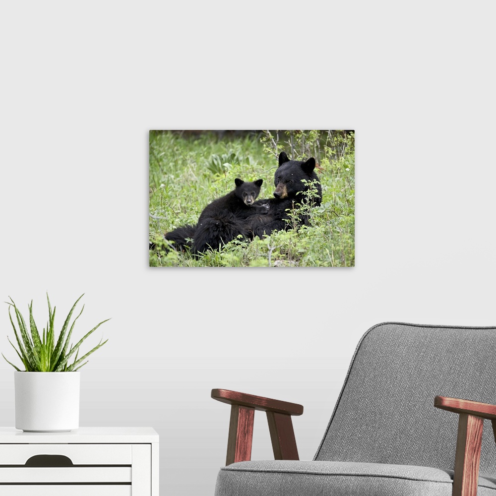 A modern room featuring Black bear sow nursing a spring cub, Yellowstone National Park, Wyoming