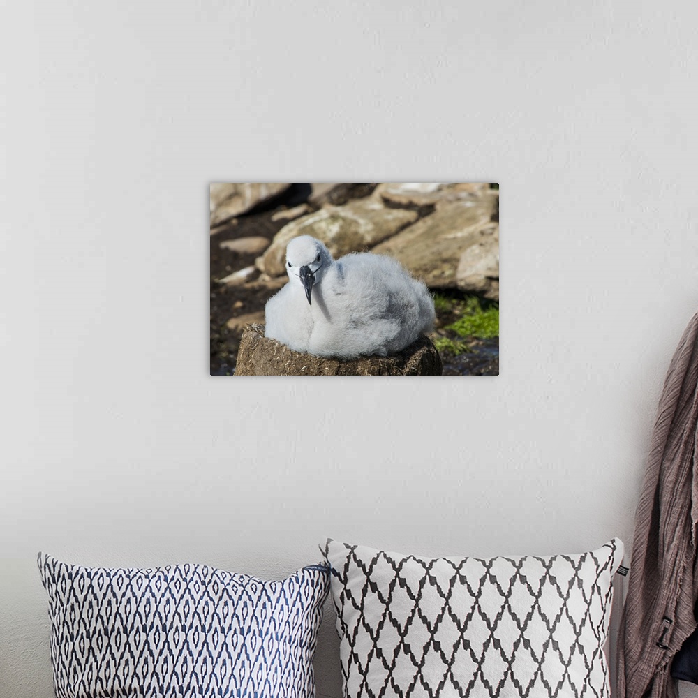 A bohemian room featuring Black-browed albatross chick (Thalassarche melanophris), Saunders Island, Falklands, South America