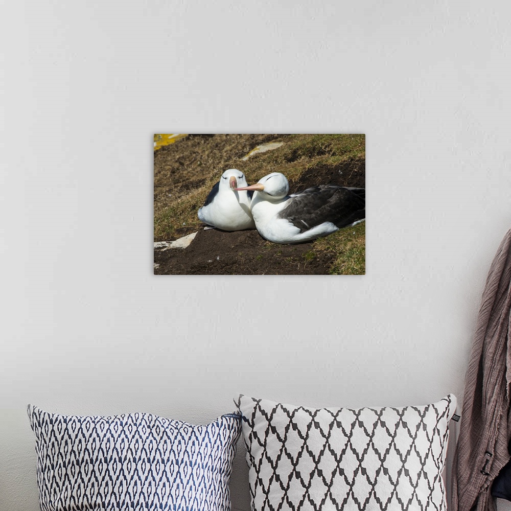 A bohemian room featuring Black-browed albatross (Thalassarche melanophris) love, Saunders Island, Falklands, South America