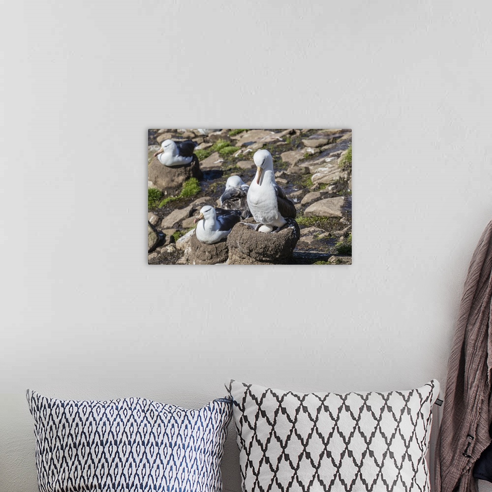 A bohemian room featuring Black-browed albatross (Thalassarche melanophris) on egg in breeding colony on Saunders Island, F...