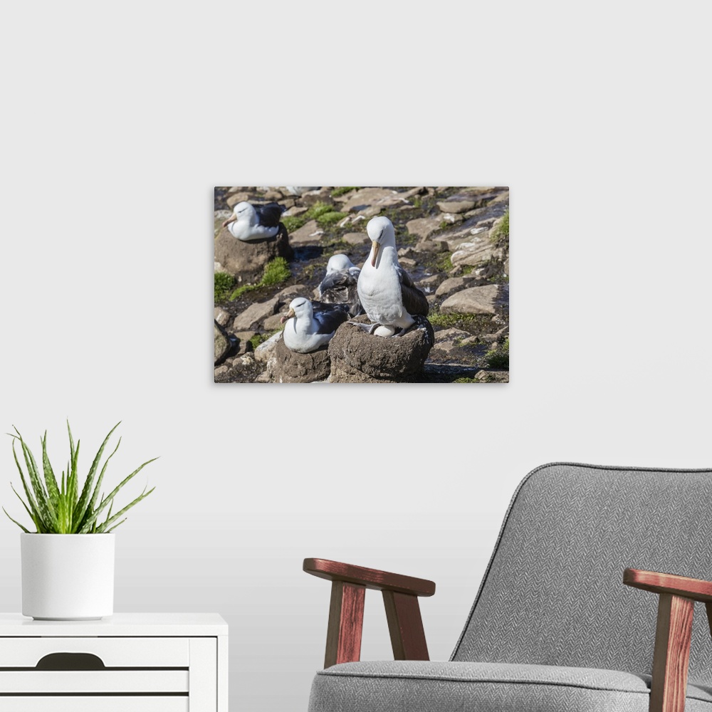 A modern room featuring Black-browed albatross (Thalassarche melanophris) on egg in breeding colony on Saunders Island, F...