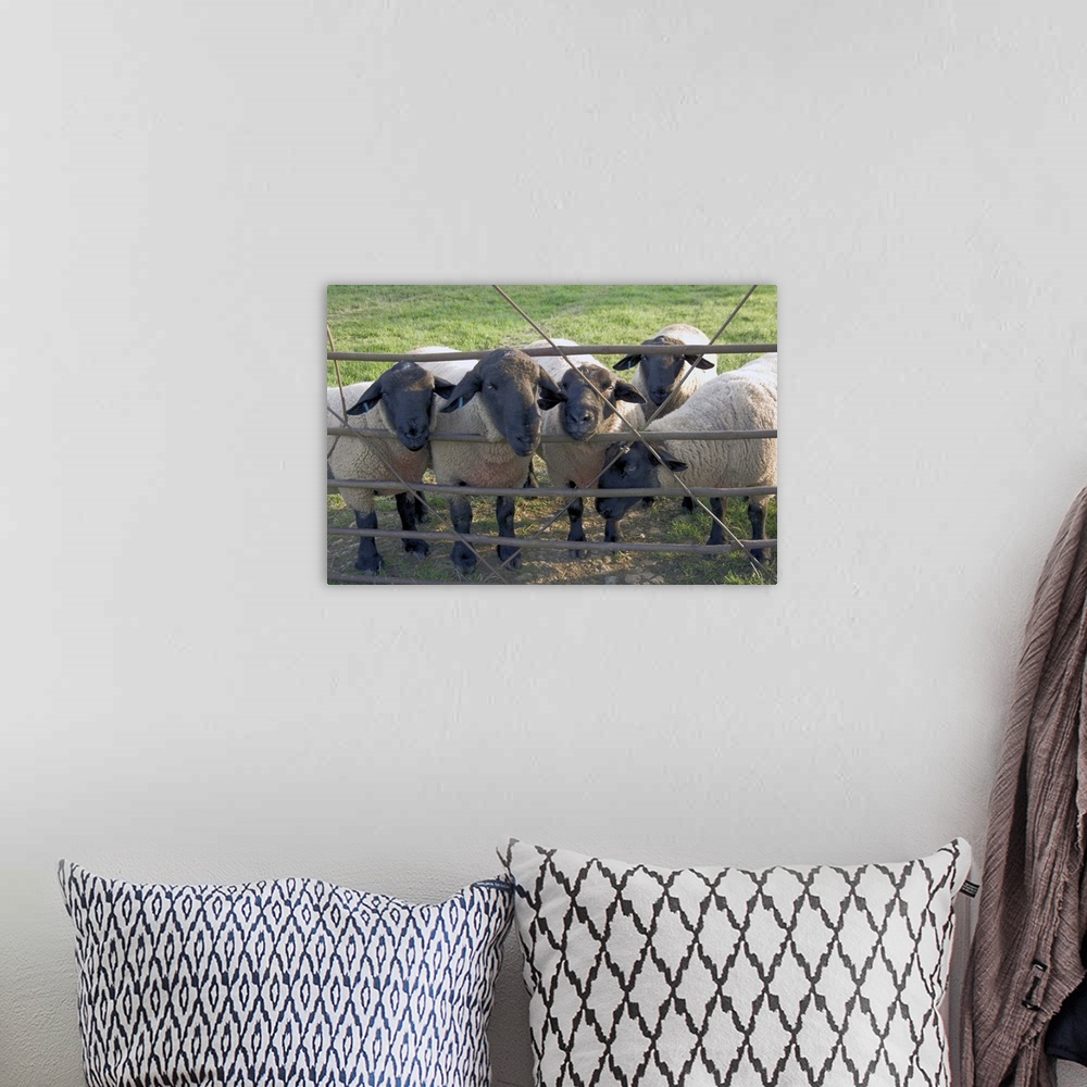 A bohemian room featuring Black faced sheep looking through gate, Stanway village, The Cotswolds, England