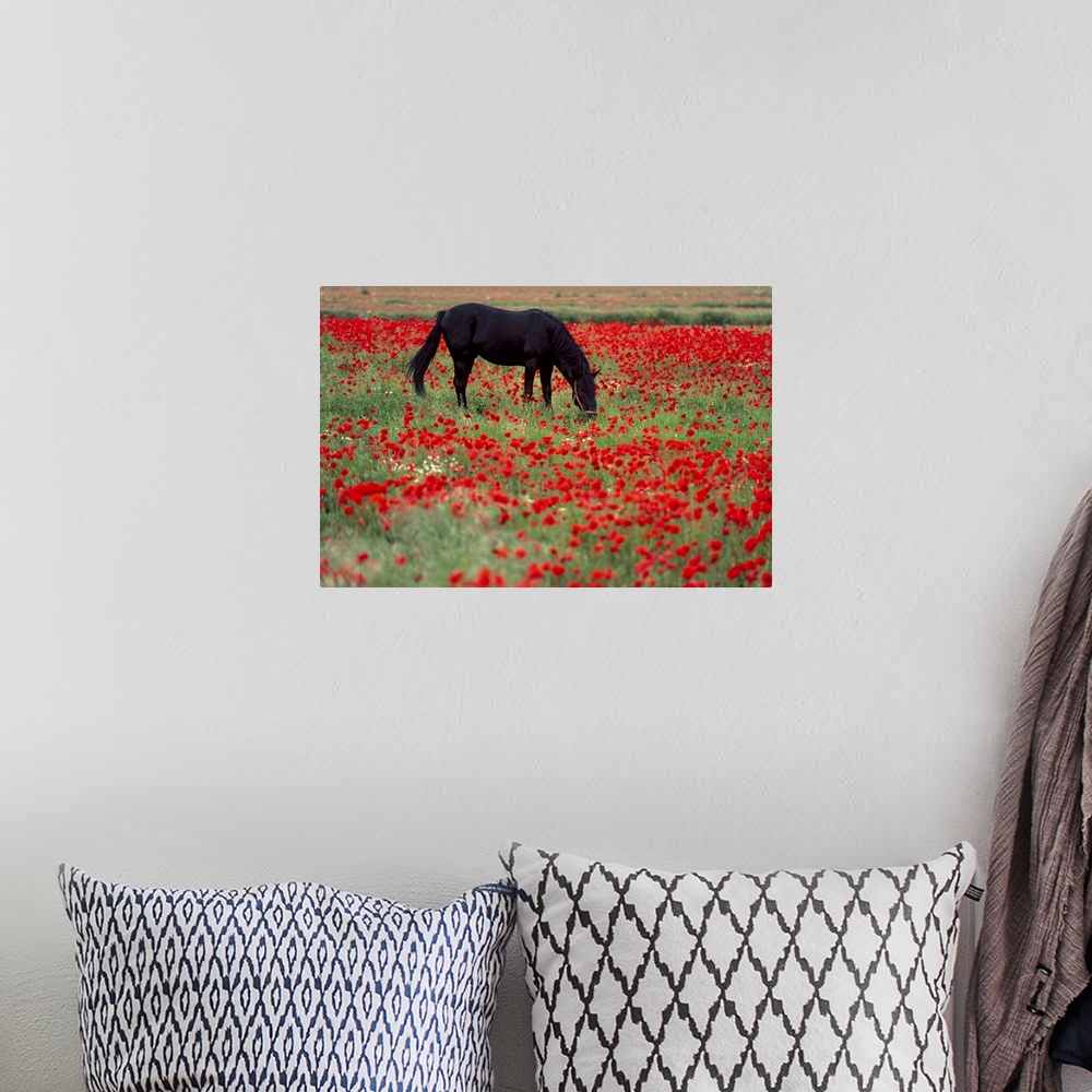 A bohemian room featuring Black horse in a poppy field, Chianti, Tuscany, Italy