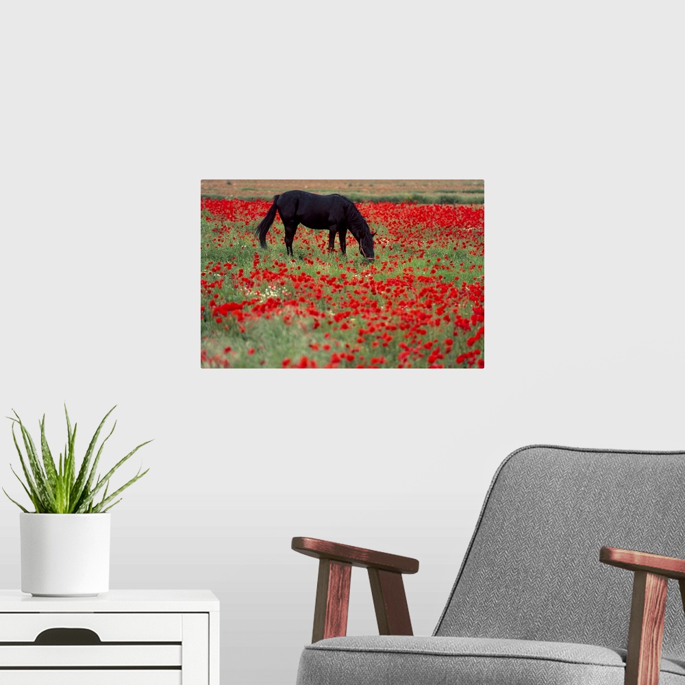 A modern room featuring Black horse in a poppy field, Chianti, Tuscany, Italy
