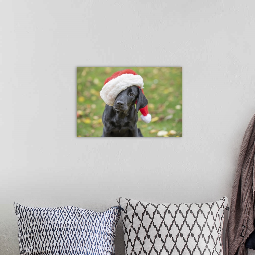 A bohemian room featuring Black Labrador puppy with Christmas hat on, United Kingdom, Europe