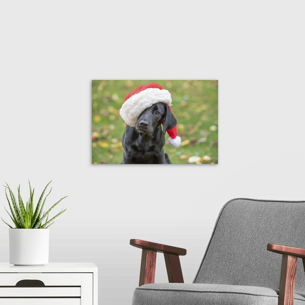 A modern room featuring Black Labrador puppy with Christmas hat on, United Kingdom, Europe