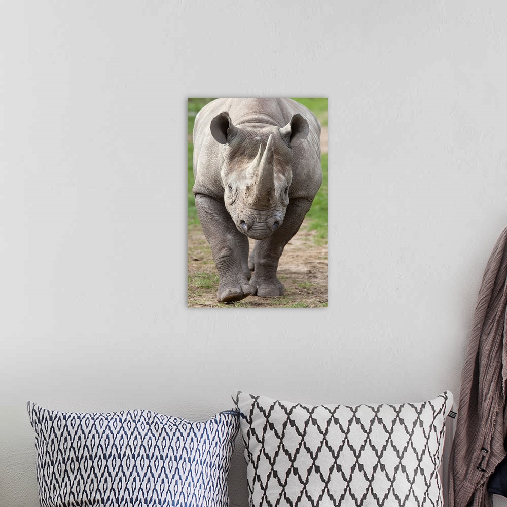 A bohemian room featuring Black rhino (Diceros bicornis), captive, native to Africa