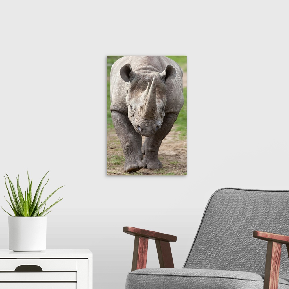 A modern room featuring Black rhino (Diceros bicornis), captive, native to Africa