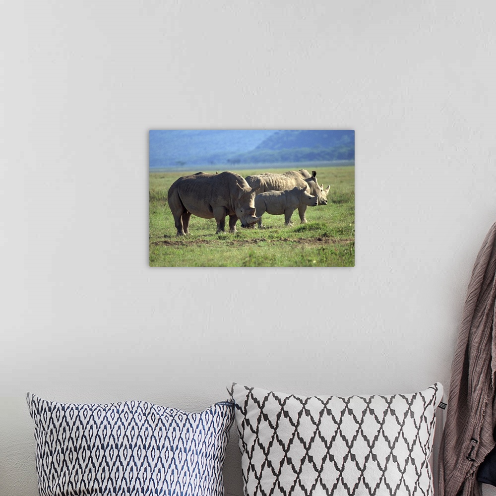 A bohemian room featuring Black rhino family, Lake Nakuru Park, Kenya, East Africa