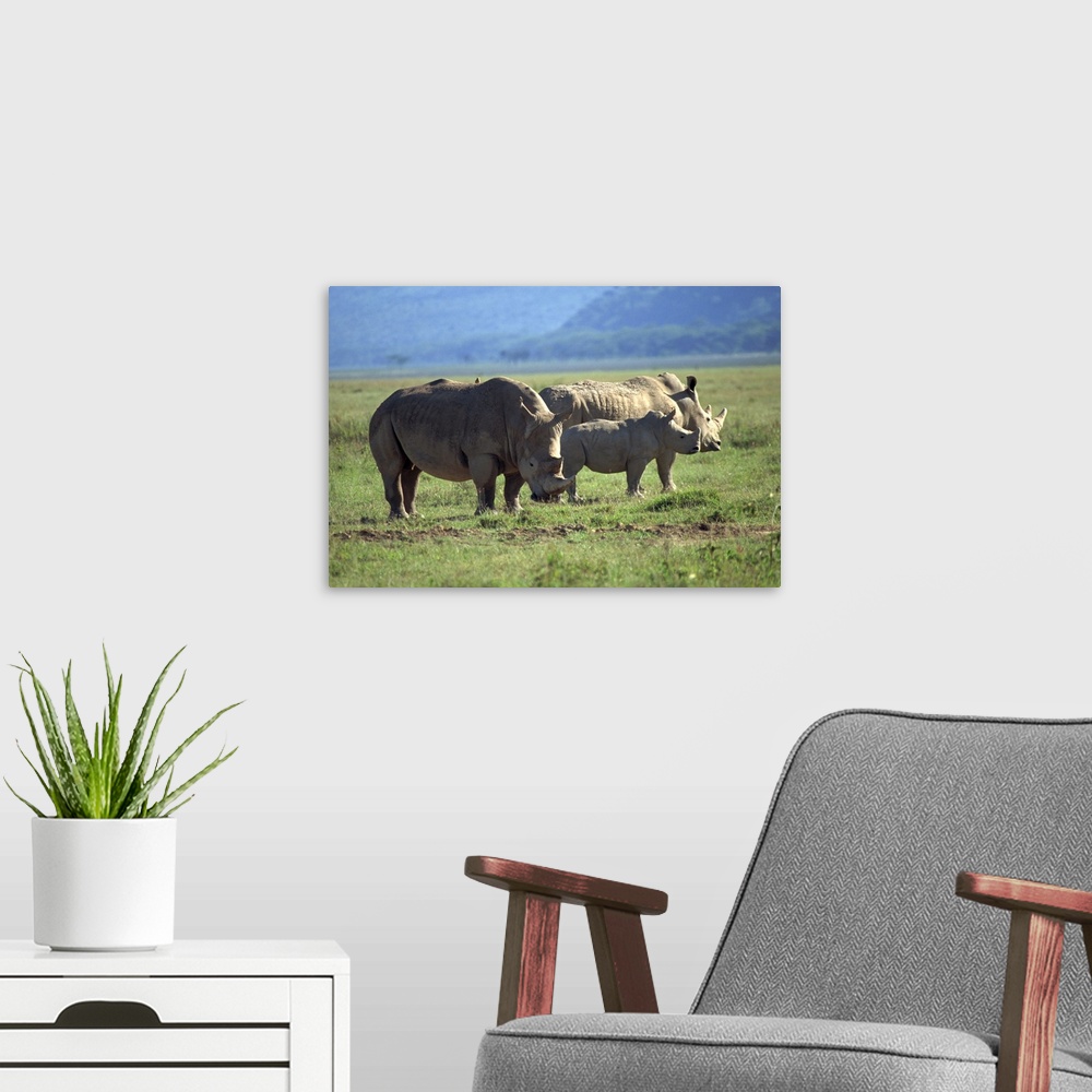A modern room featuring Black rhino family, Lake Nakuru Park, Kenya, East Africa