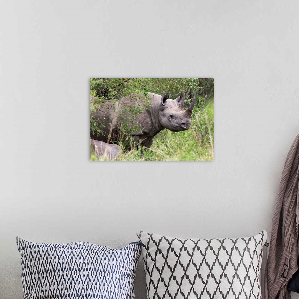 A bohemian room featuring Black rhino, Masai Mara, Kenya, East Africa, Africa