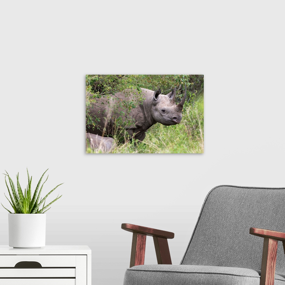 A modern room featuring Black rhino, Masai Mara, Kenya, East Africa, Africa