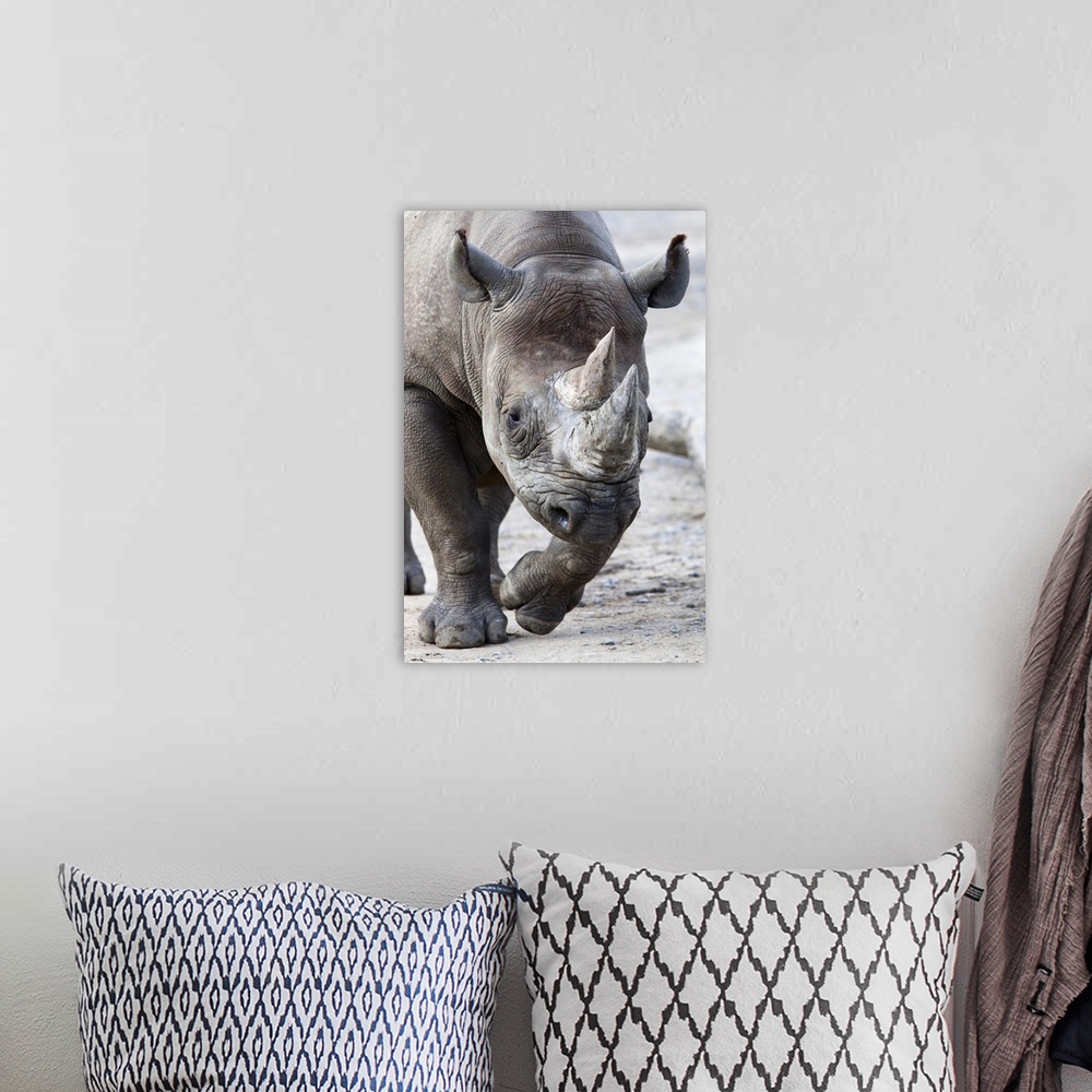A bohemian room featuring Black Rhino, South Africa, Africa