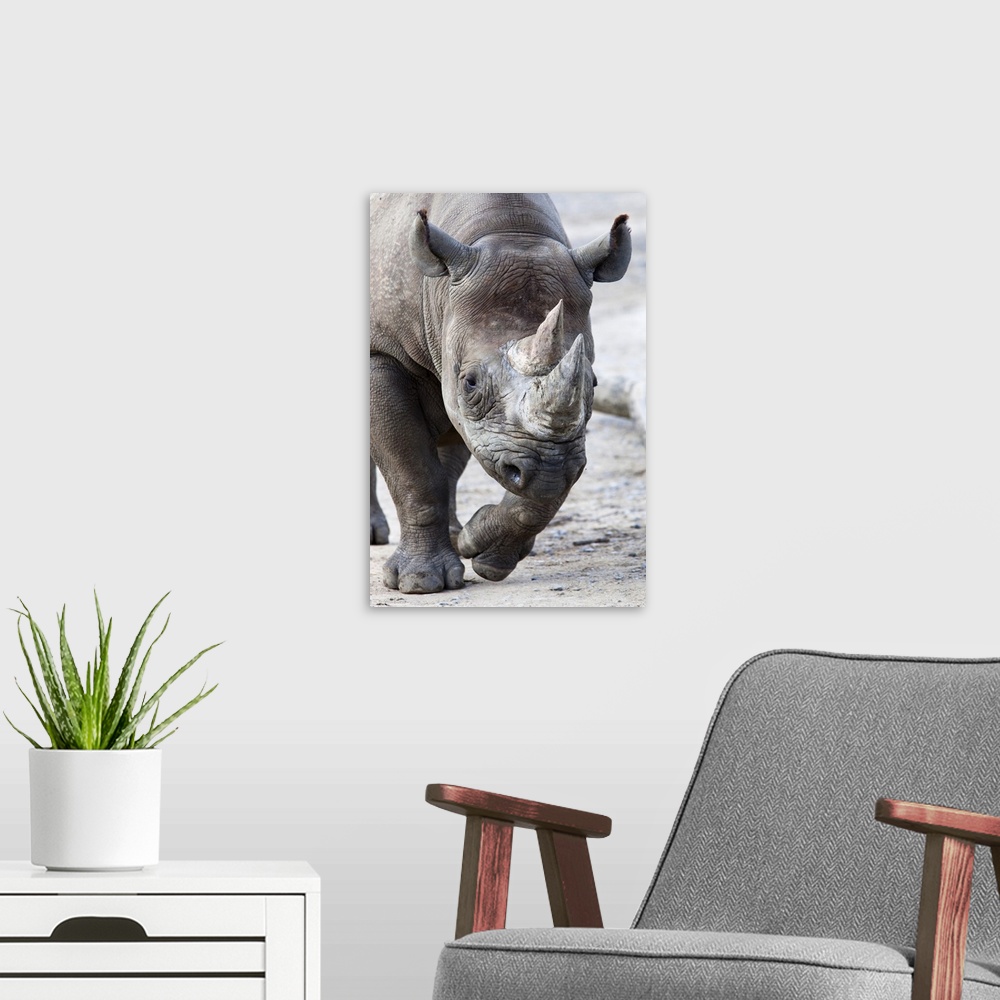 A modern room featuring Black Rhino, South Africa, Africa