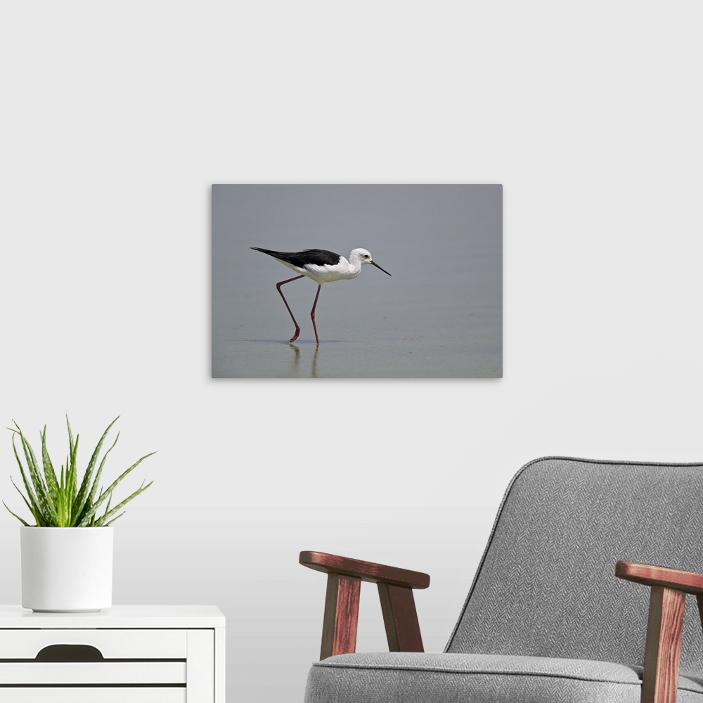 A modern room featuring Black-winged stilt, Selous Game Reserve, Tanzania