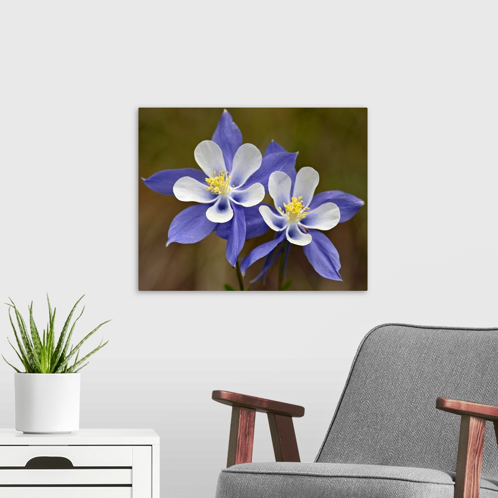 A modern room featuring Blue columbine, Weston Pass, Pike and San Isabel National Forest, Colorado