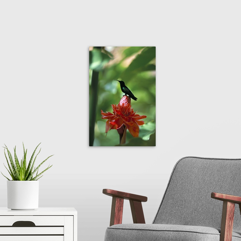 A modern room featuring Blue headed colibri bird, Martinique, French Antilles, Caribbean