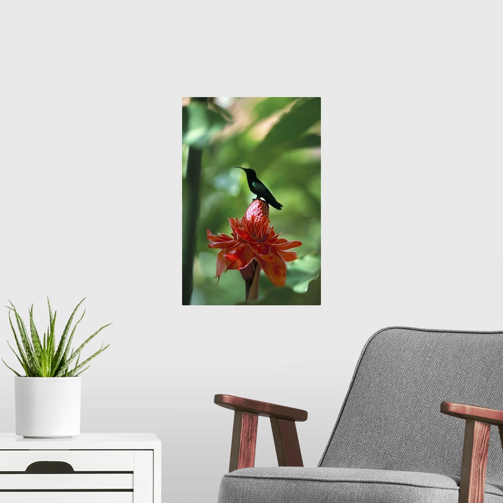 A modern room featuring Blue headed colibri bird, Martinique, French Antilles, Caribbean