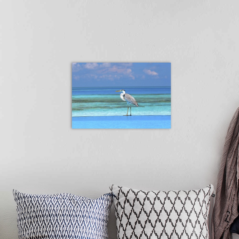 A bohemian room featuring Blue heron standing in water, Maldives, Indian Ocean, Asia