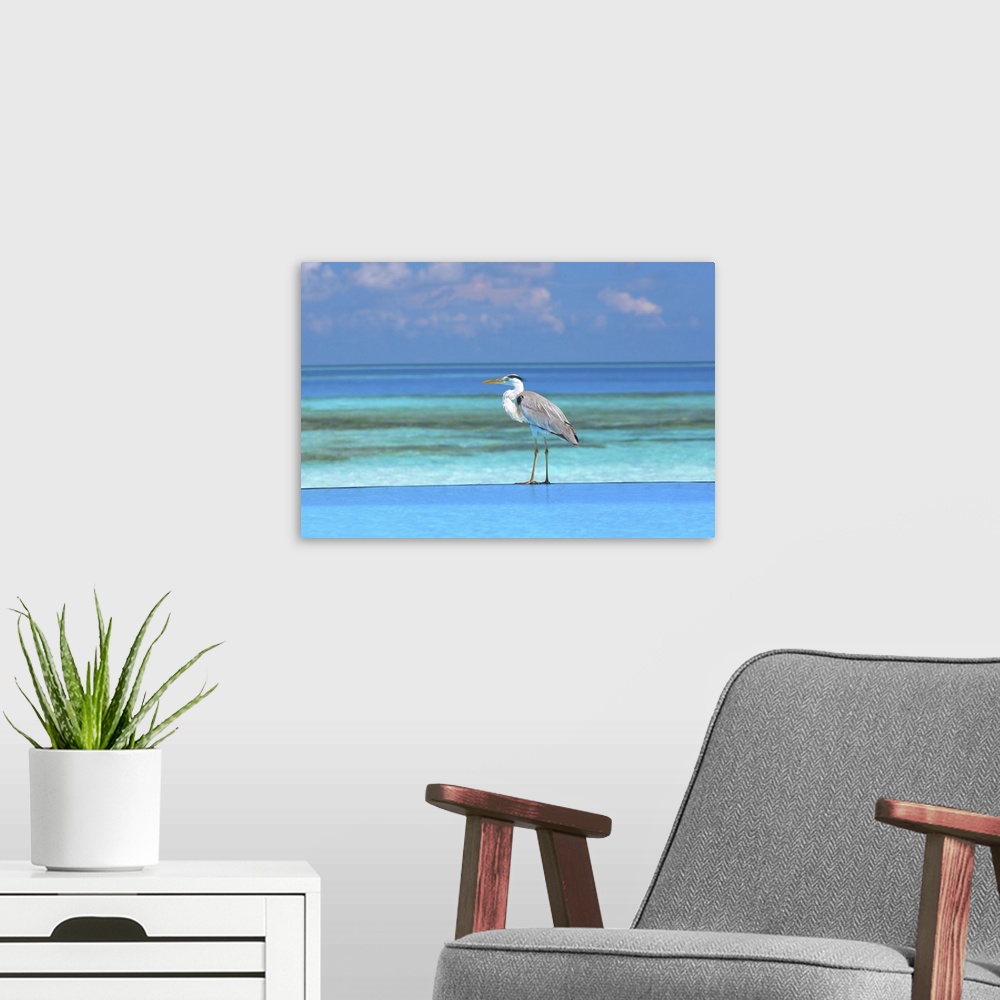 A modern room featuring Blue heron standing in water, Maldives, Indian Ocean, Asia