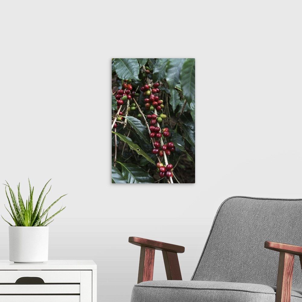A modern room featuring Blue Mountain coffee beans, Lime Tree Coffee Plantation, Jamaica, Caribbean