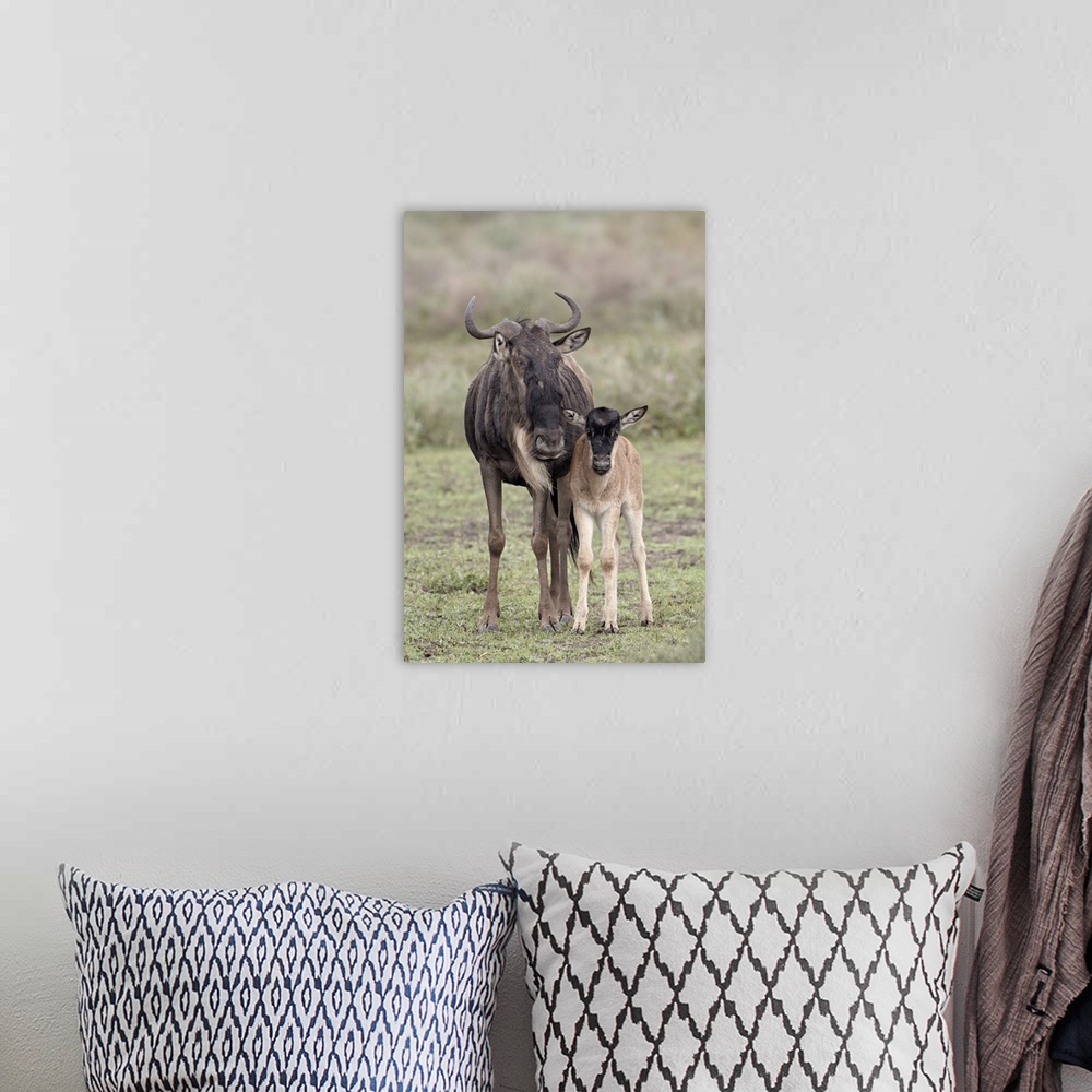 A bohemian room featuring Blue wildebeest cow and calf, Serengeti National Park, Tanzania, East Africa