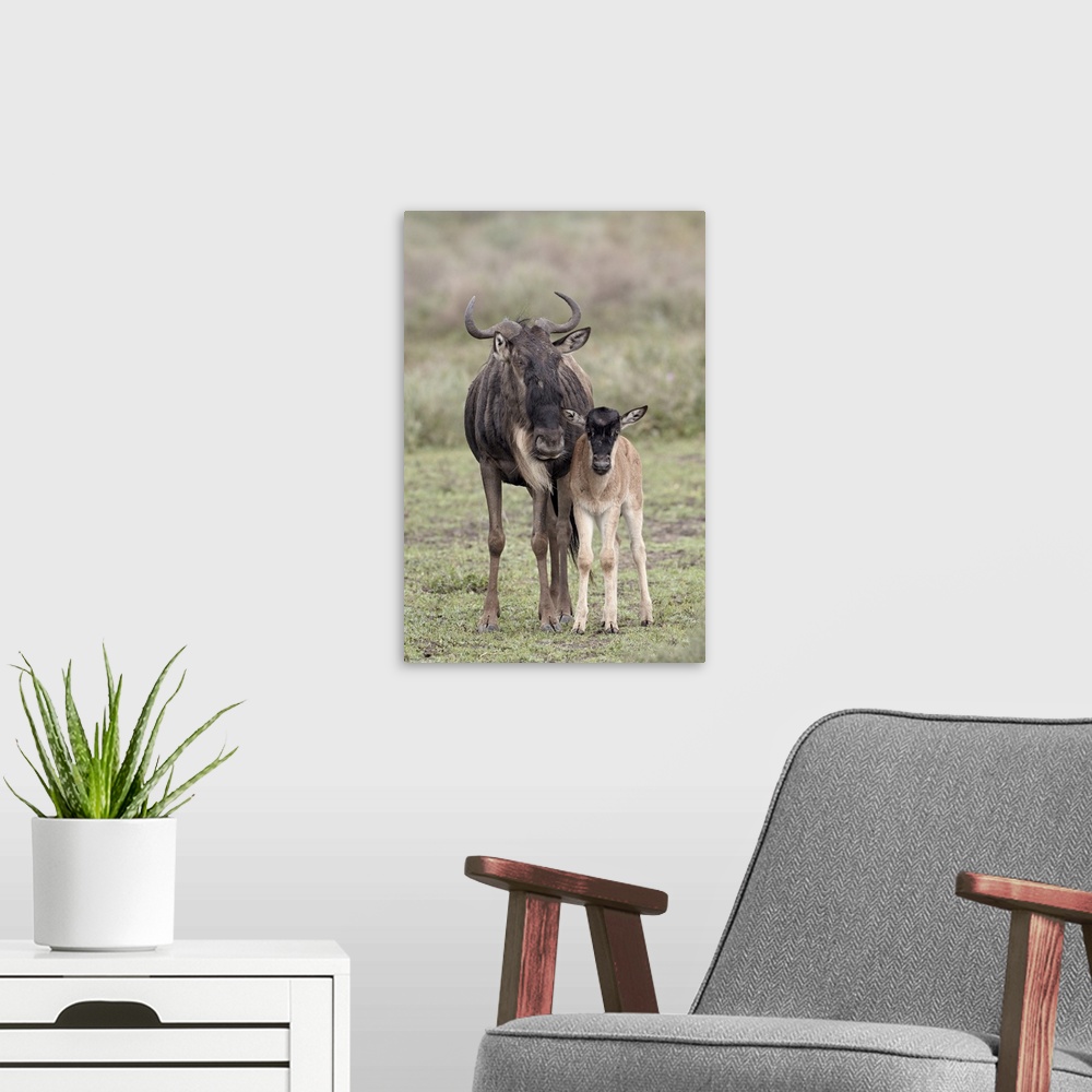 A modern room featuring Blue wildebeest cow and calf, Serengeti National Park, Tanzania, East Africa