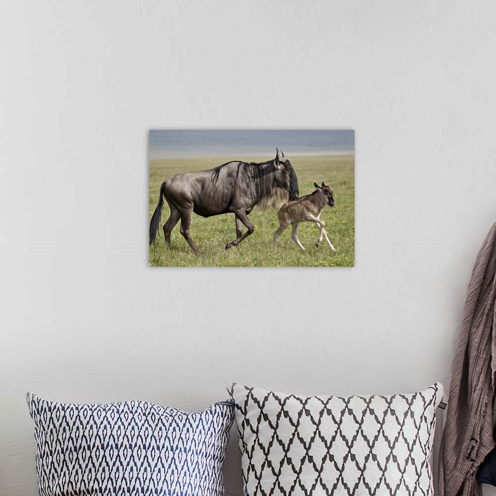 A bohemian room featuring Blue wildebeest (brindled gnu) (Connochaetes taurinus) cow and days-old calf running, Ngorongoro ...