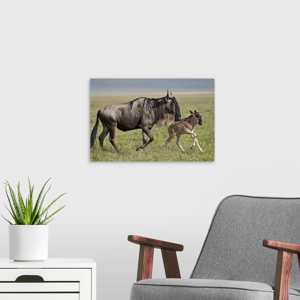 A modern room featuring Blue wildebeest (brindled gnu) (Connochaetes taurinus) cow and days-old calf running, Ngorongoro ...