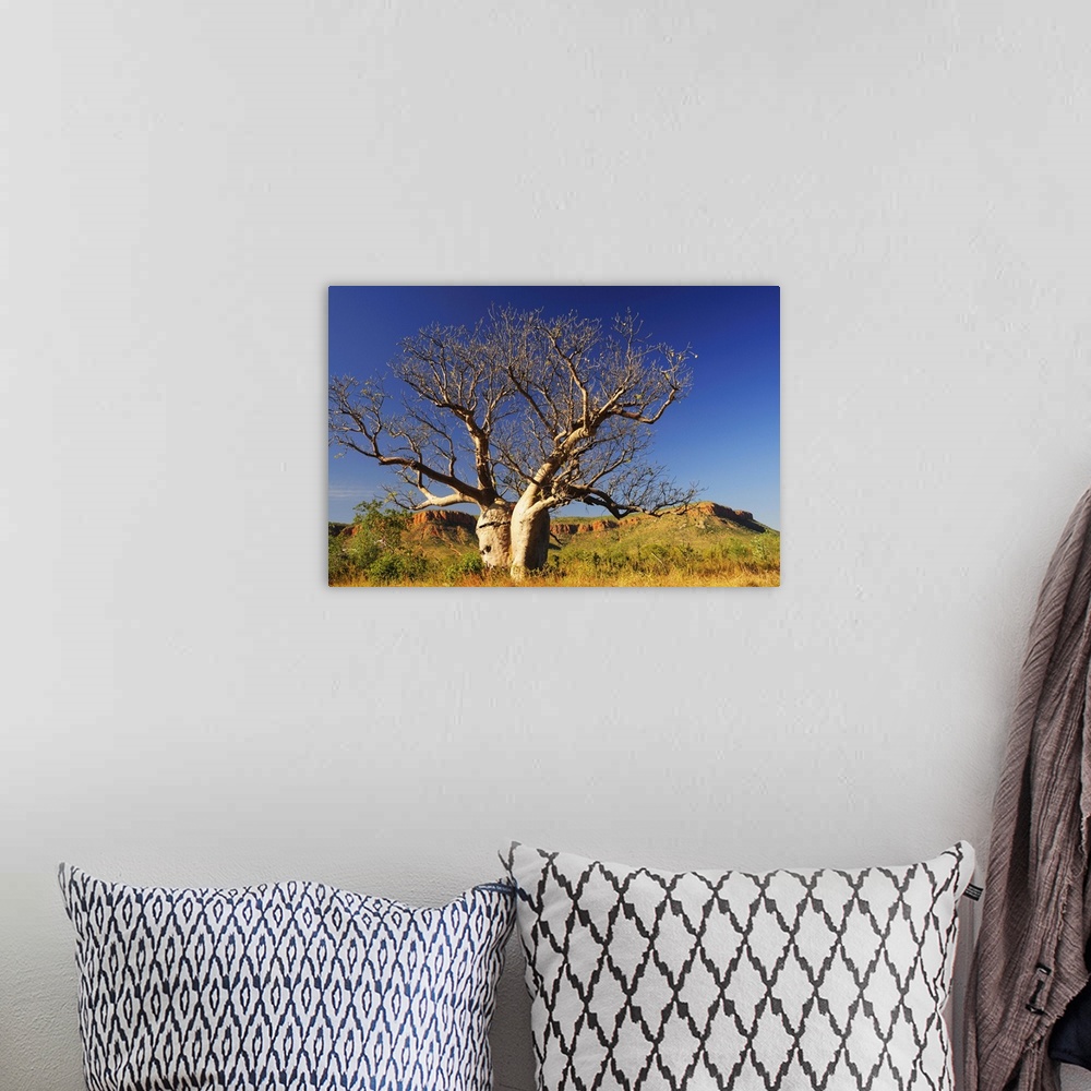 A bohemian room featuring Boab tree and Cockburn Ranges, Kimberley, Western Australia, Australia