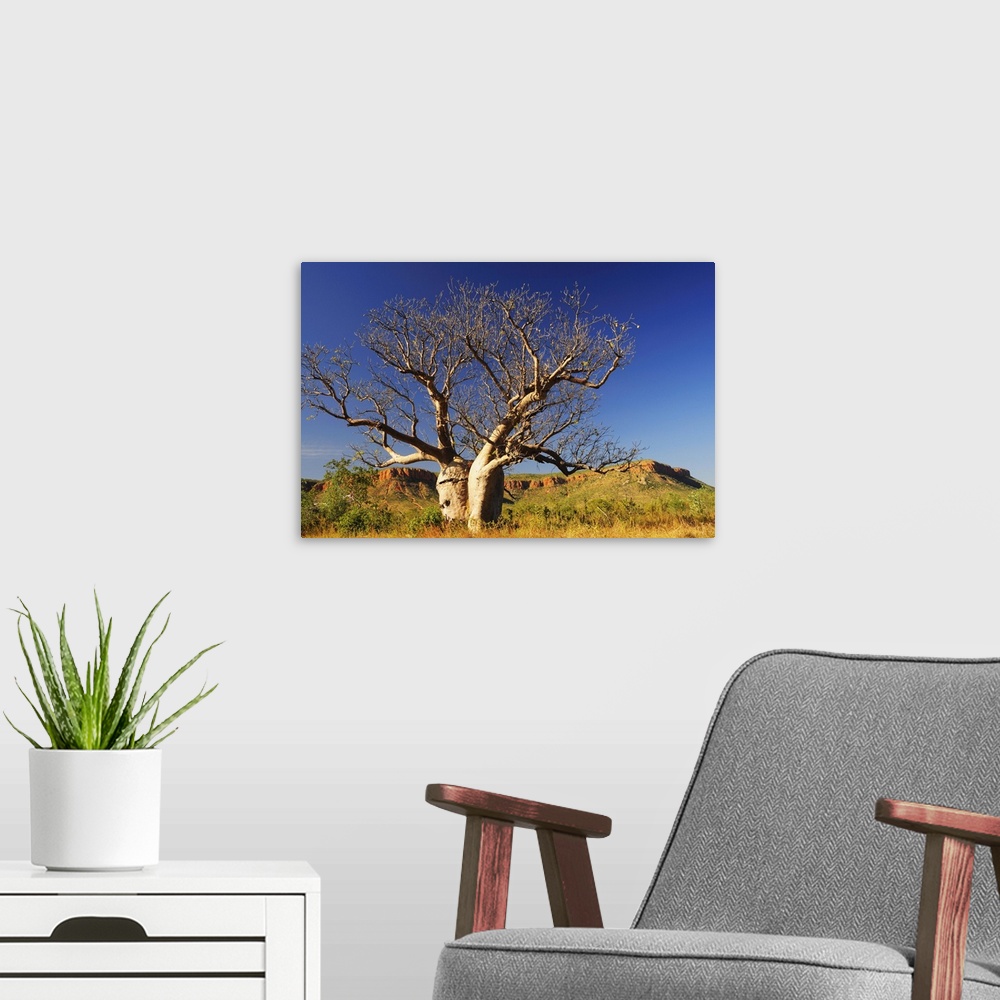 A modern room featuring Boab tree and Cockburn Ranges, Kimberley, Western Australia, Australia