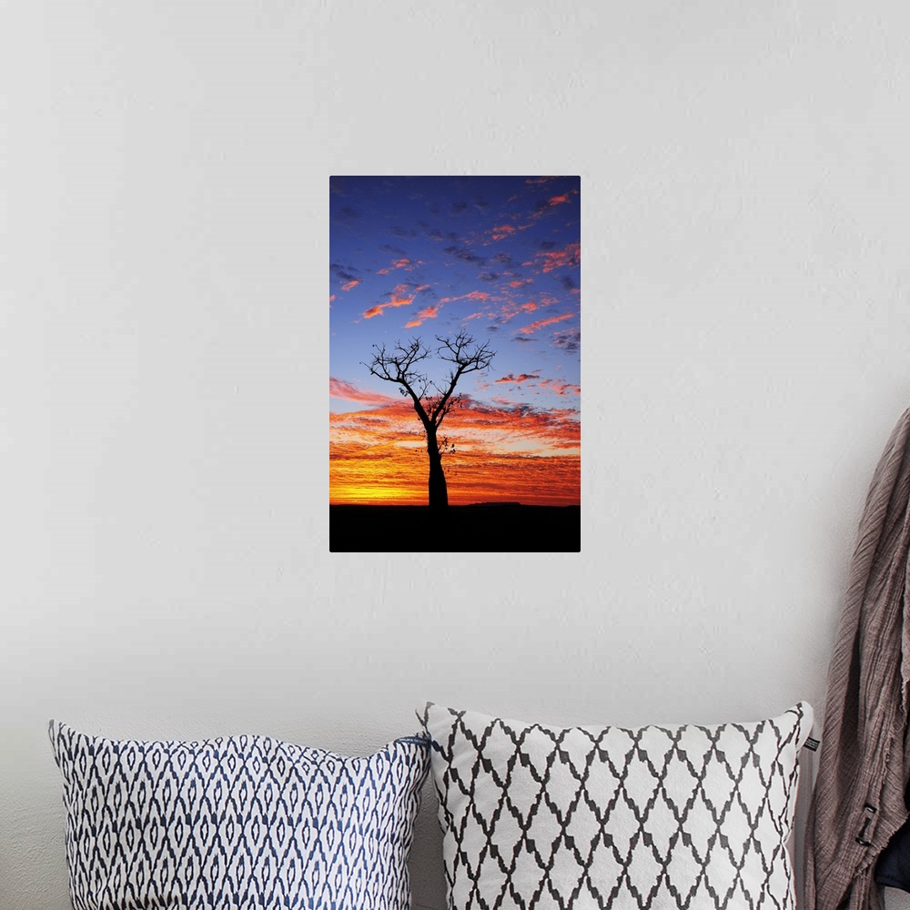 A bohemian room featuring Boab tree at sunrise, Kimberley, Western Australia, Australia, Pacific