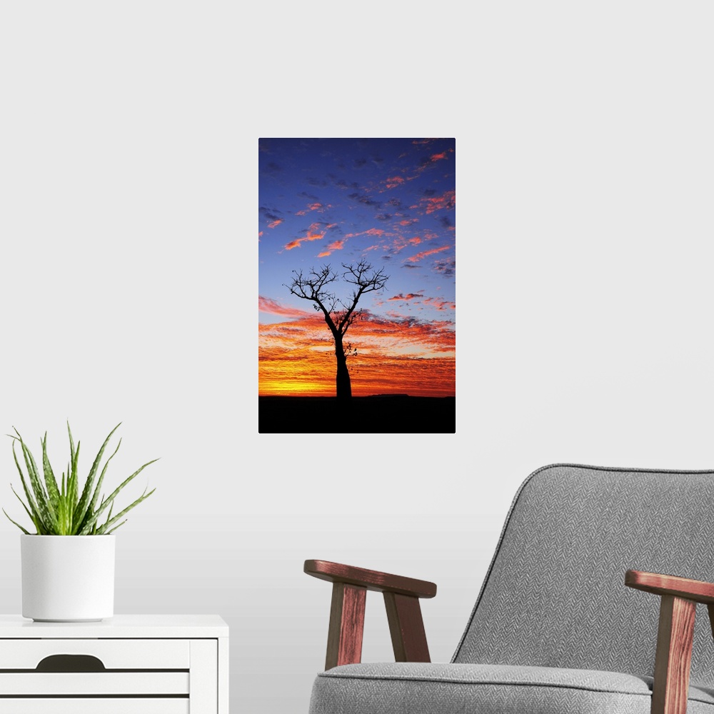 A modern room featuring Boab tree at sunrise, Kimberley, Western Australia, Australia, Pacific